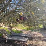 Glamping Algarve Olive Tree Tatil Evi Nora (Barlavento)