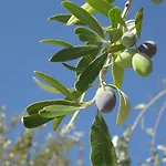 Feriehus Glamping Algarve Olive Tree Nora (Barlavento)