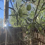Glamping Algarve Olive Tree *