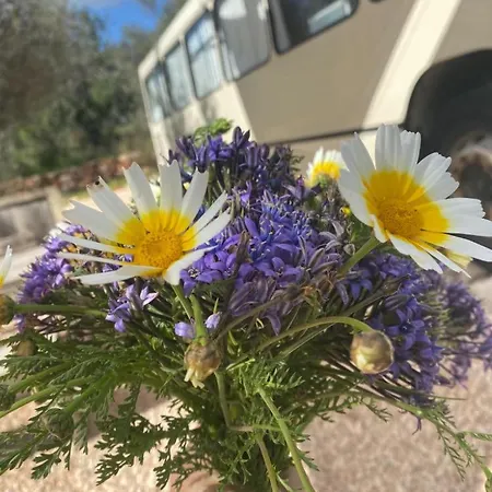 Glamping Algarve Olive Tree