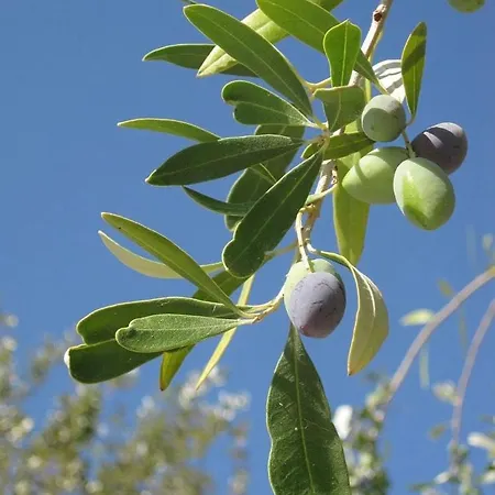 Nyaraló Glamping Algarve Olive Tree Nora