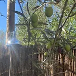 Glamping Algarve Olive Tree Nora