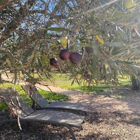 Glamping Algarve Olive Tree Hébergement de vacances Nora (Barlavento)