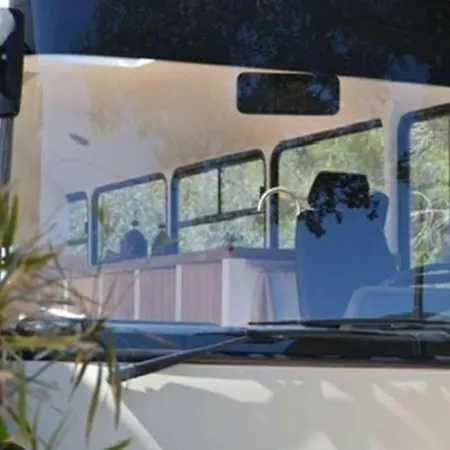 Algarve Olive Tree Nora (Barlavento)