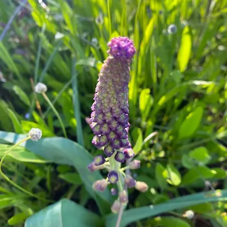 Algarve Olive Tree Nora (Barlavento)