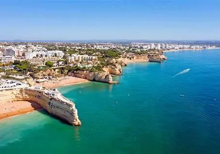 Algarve Olive Tree *