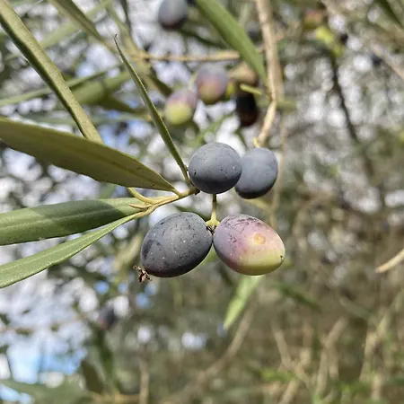 Kamp alanı Algarve Olive Tree Nora (Barlavento)