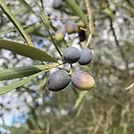 Holiday home Glamping Algarve Olive Tree Nora (Barlavento)